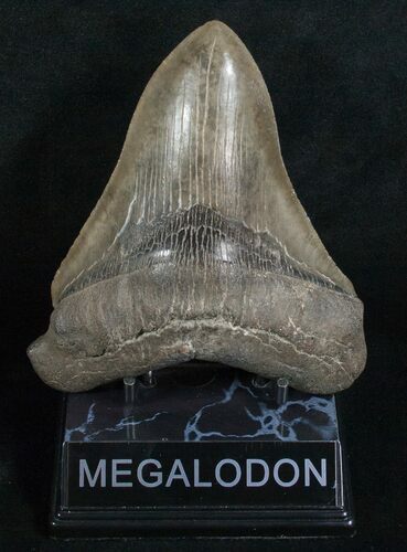 High Quality Lower Megalodon Tooth #5196